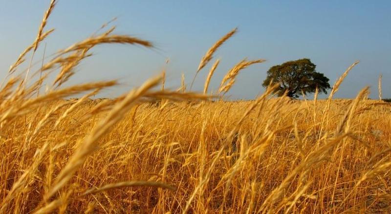 Herdade Do Gizo Cuba Zewnętrze zdjęcie